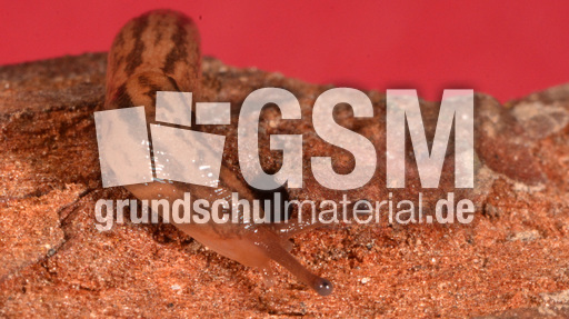 Tigerschnegel (2).jpg